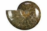 Polished, Agatized Ammonite (Cleoniceras) - Madagascar #327684-1